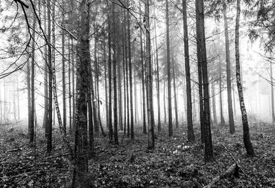 Trees in forest