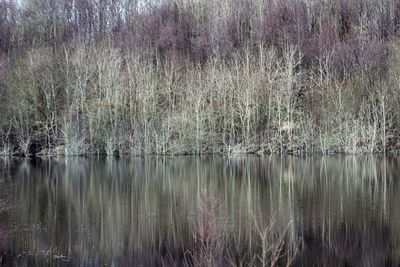 Reflection of trees in lake