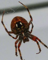 Close-up of spider