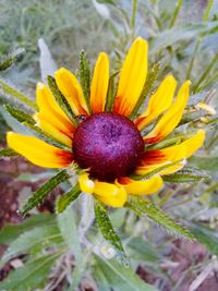 Close-up of yellow flower