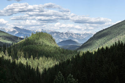 Panoramic view of pine trees and mountains against sky