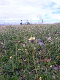 Close-up of plants growing on field against sky