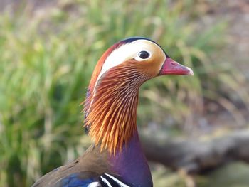 Close-up of a bird