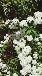 Close-up of white flowers