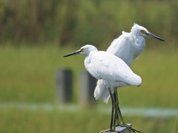 Two snowy egrets perched on a wooden railing