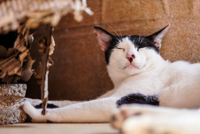 Close-up of cat resting at home