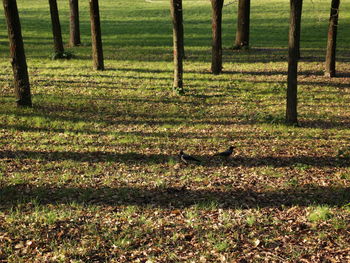 View of trees in the forest