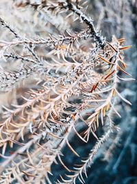 Close-up of dried cactus plant