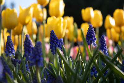 Close-up of purple flowering plants on field