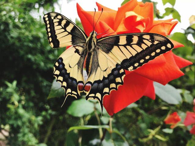 Close-up of butterfly on red flower | ID: 148319948