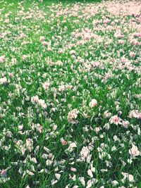 Full frame shot of flowers blooming in field