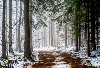 Scenic view of forest during winter