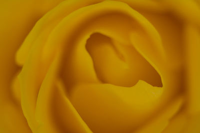 Macro shot of yellow flower