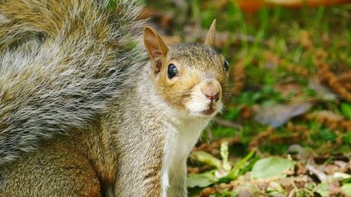 Close-up of squirrel