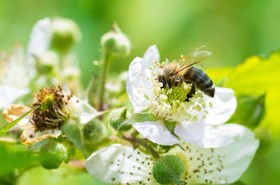 Close-up of bee pollinating on white flowers