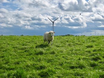 Sheep in a field