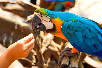 Close-up of hand holding bird eating outdoors