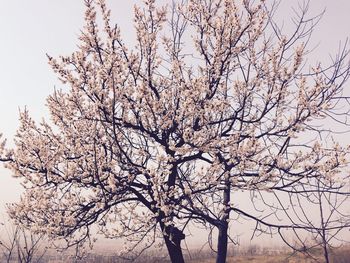 Low angle view of bare trees against sky