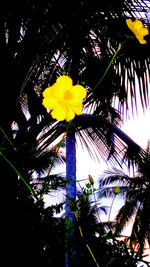 Low angle view of yellow flowering plants