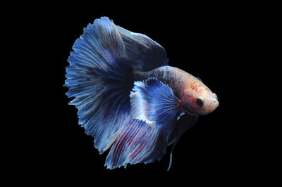 Close-up of fish swimming in sea