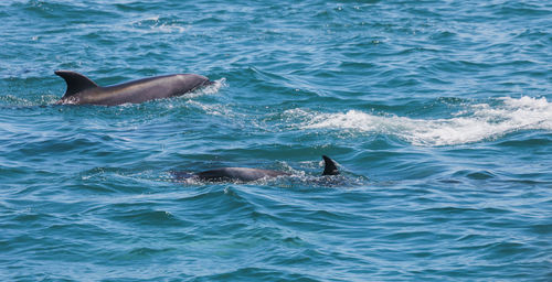 View of whale swimming in sea