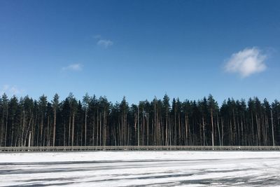 Snow covered trees in forest against sky
