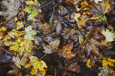 High angle view of dry leaves on tree during autumn