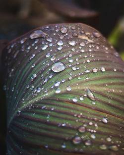 Close-up of water drops on leaf