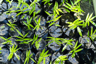 High angle view of plants growing outdoors