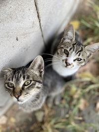 Portrait of tabby kitten outdoors