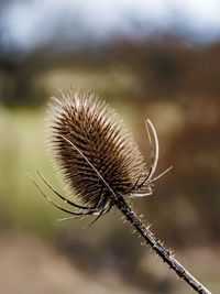 Loan thistle 