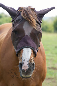 Close-up of horse in the field