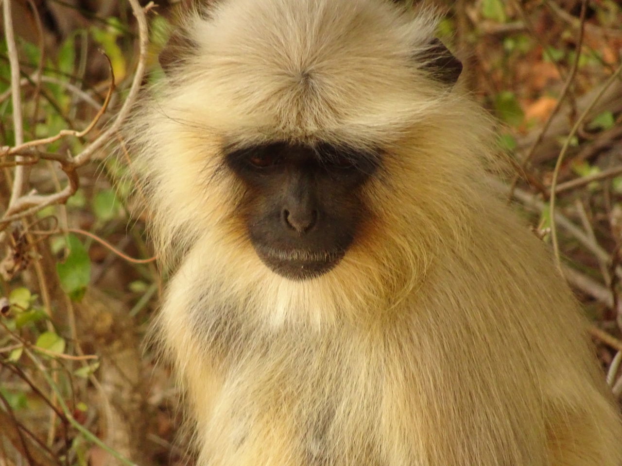 Langur Monkey