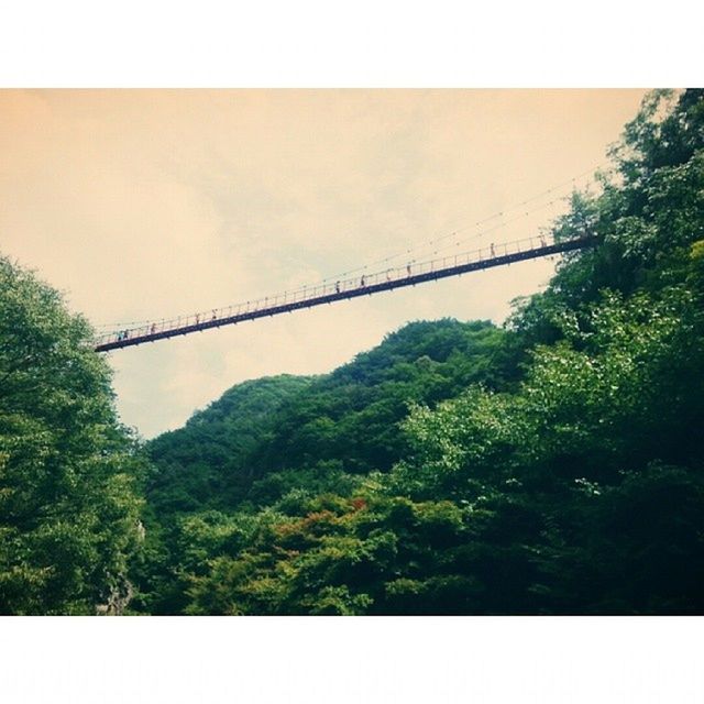 transfer print, tree, auto post production filter, connection, bridge - man made structure, low angle view, green color, built structure, growth, nature, sky, tranquility, bridge, architecture, outdoors, lush foliage, day, no people, tranquil scene, clear sky