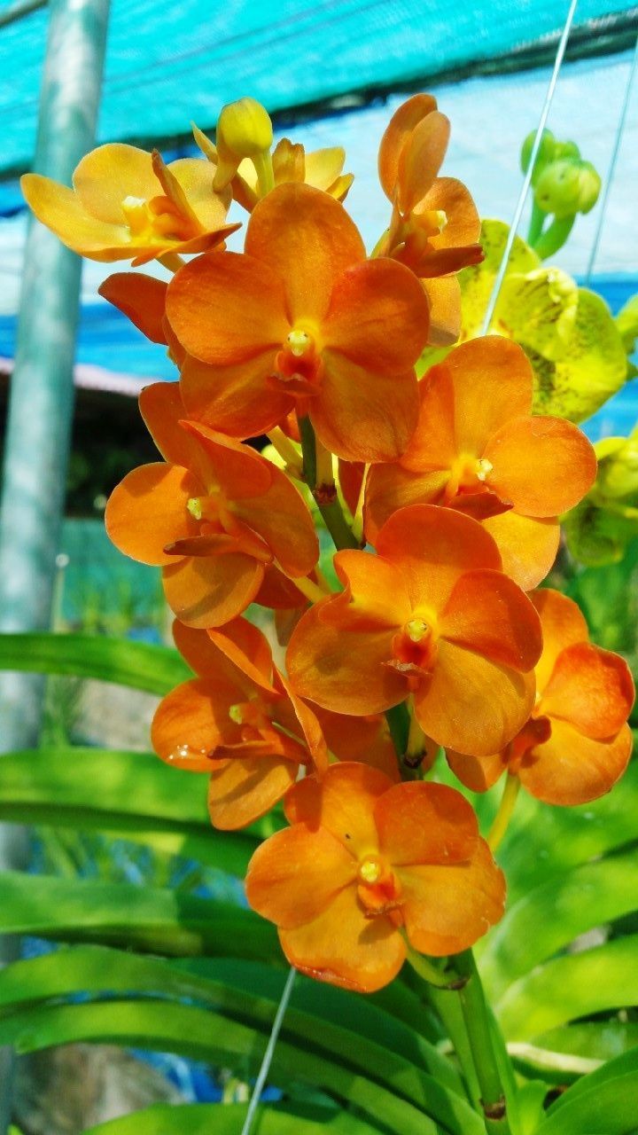 CLOSE-UP OF YELLOW FLOWERS