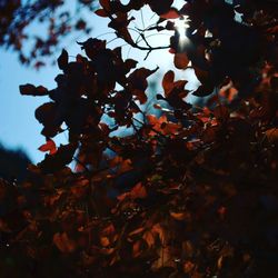 Close-up of maple tree