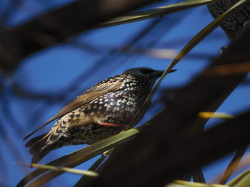 Low angle view of bird perching on branch