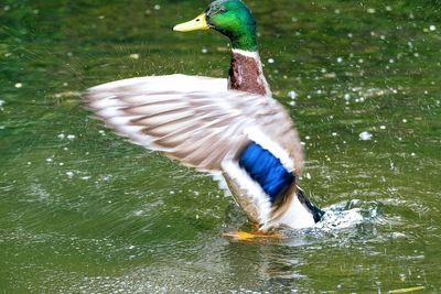 Duck swimming in a lake