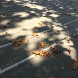 High angle view of autumn leaves on street