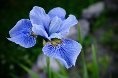 Close-up of iris flower