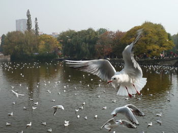 Seagulls flying over lake against sky