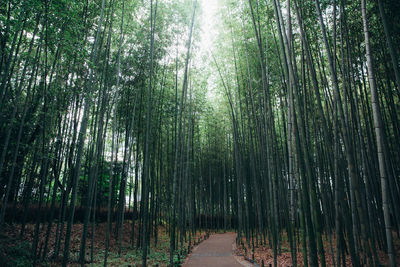 View of bamboo trees in forest