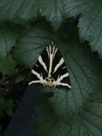 High angle view of butterfly on leaf