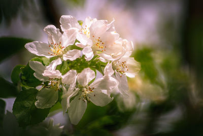 Close-up of white cherry blossoms