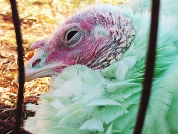 Close-up of bird