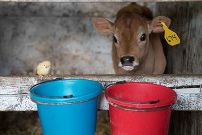 Baby chicken and calf at barn