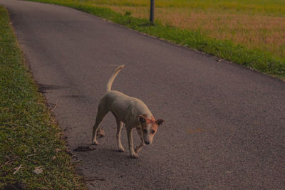 View of a dog on road