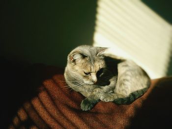 Close-up portrait of cat