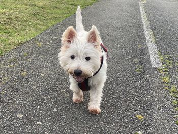 West highland terrier on road