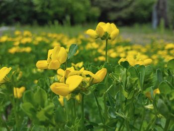 Close-up of yellow flowering plants on field